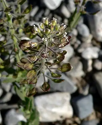 Description de cette image, également commentée ci-après