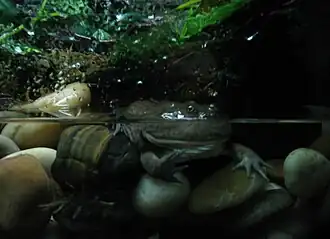 Description de l'image Lepidobatrachus llanensis.jpg.