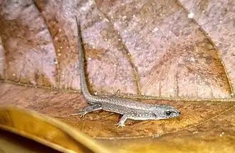 Description de l'image Leposoma scincoides.jpg.