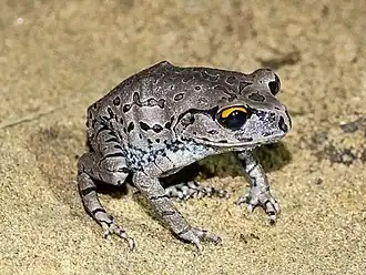 Description de l'image Leptobrachium rakhinense.jpg.