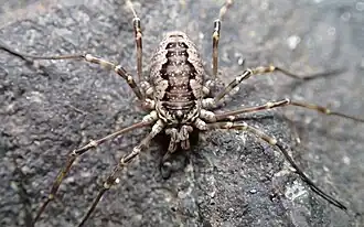 Description de cette image, également commentée ci-après