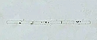 Description de l'image Leptocylindrus danicus.jpg.