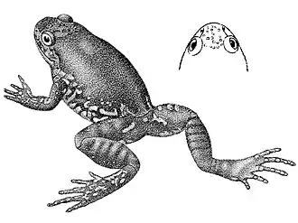 Description de l'image Leptodactylodon ovatus.jpg.