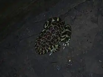 Description de l'image Leptodactylus laticeps.jpg.