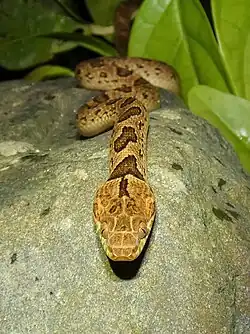 Description de l'image Leptodeira rhombifera 255344568.jpg.