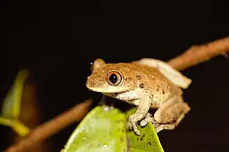 Description de l'image Leptopelis aubryioides.jpg.