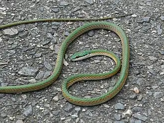 Description de l'image Leptophis coeruleodorsus.jpg.