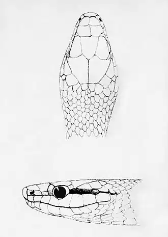 Description de l'image Leptophis modestus (Head).jpg.