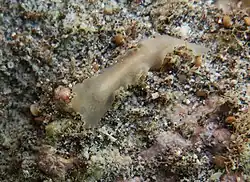 Un plathelminthe du groupe des Leptoplanoidea (Leptoplanoidae possible)?