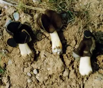 L'Helvelle moine (Helvella monachella)