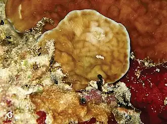 Description de l'image Leptoseris foliosa.jpg.