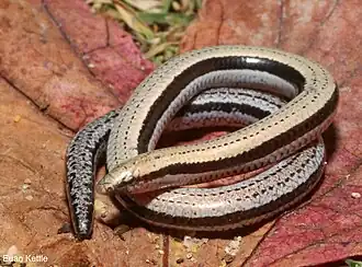 Description de l'image Leristapraepeditaeuankettle.jpg.