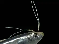 Lernaeenicus sprattae&nbsp;(en) parasitant un sprat (Sprattus sprattus).