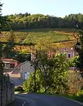 Les vignobles et la mairie.