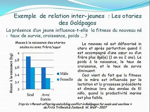 exemple de relation inter-jeune chez les otaries des Galápagos