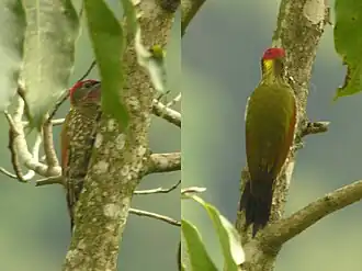 Description de cette image, également commentée ci-après
