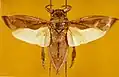 Lethocerus maximus, espèce sud-américaine, avec les ailes étendues.