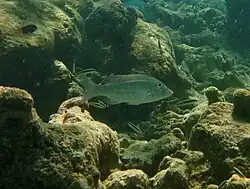 Un empereur à raie orange (Lethrinus obsoletus)