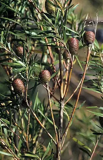 Description de l'image Leucadendron pondoense S-0048 155.jpg.