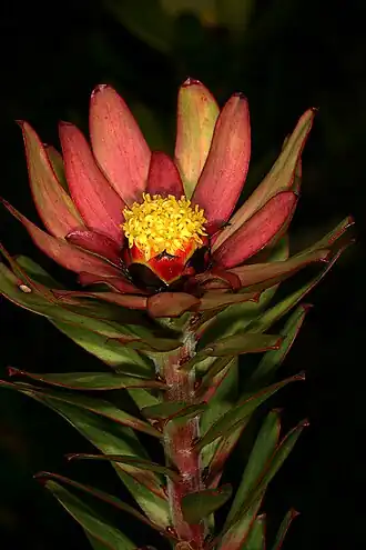 Description de l'image Leucadendron sessile 0222.jpg.