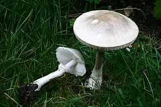 La lépiote pudique (Leucoagaricus leucothites)