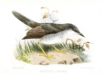 Description de l'image LeucopezaSemperiSmit.jpg.