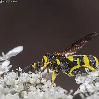 Description de cette image, également commentée ci-après