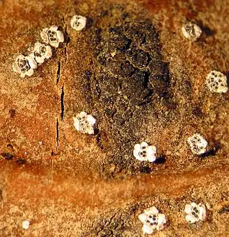 Description de l'image Leucostoma pseudoniveum.jpg.