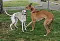 Whippet (♂) et greyhound (♂).