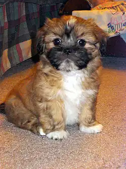 Chiot Lhassa Apso de 8 semaines.