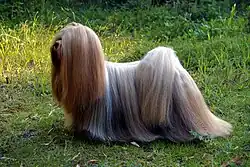 Lhassa Apso.