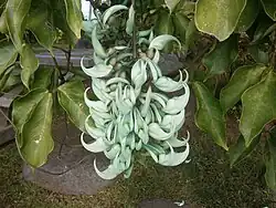 Liane de Jade (à Tahiti).