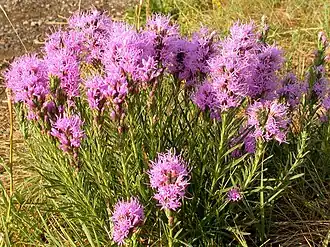Description de l'image Liatris punctata.jpg.