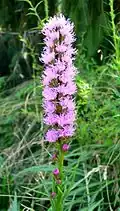 Liatris spicata(Sottotribù Liatrinae)