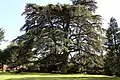 Cèdre du Liban dans le parc du château.