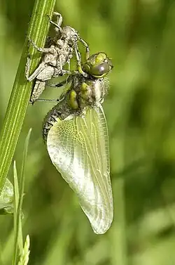 Adulte dépliant ses ailes pour les sécher