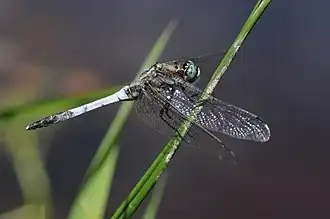 Orthetrum albistylum