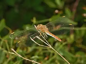 Description de cette image, également commentée ci-après