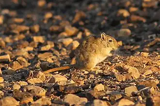 Description de l'image Libyan Jird.jpg.