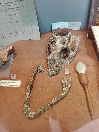 Description de l'image Libycosuchus brevirostris.jpg.