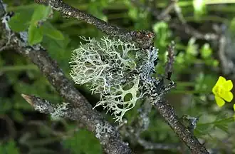 Mousse de chêne (Evernia prunastri).