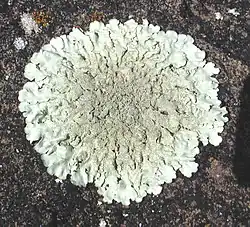 Plus de 200 espèces de lichens ont été répertoriées en Antarctique.