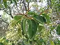 Feuilles et fruits de la variété Ligustrum japonicum var. japonicum