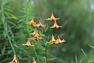 Lilium canadense L. — Lis du Canada