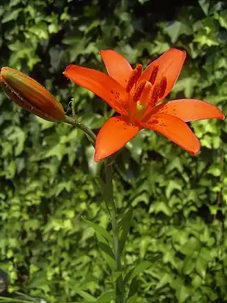 Description de l'image Lilium concolor.jpg.