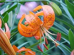 Lilium davidii.
