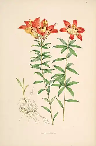 Description de l'image Lilium_philadelphicum.jpg.