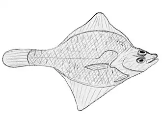 Description de l'image Limanda punctatissima.jpg.