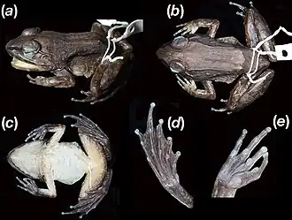 Description de l'image Limnonectes larvaepartus holotype.jpg.