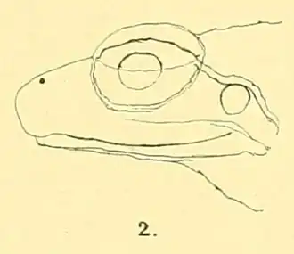 Description de l'image Limnonectes microtympanum Van Kampen 1906.png.
